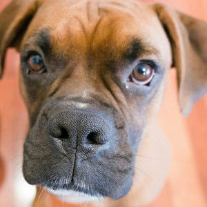 Meet your Posher, Ginger